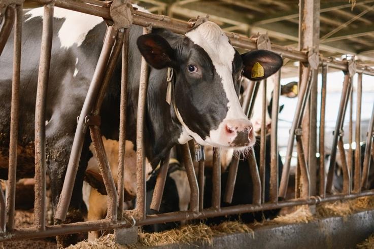 生乳を提供してくれる牛さん